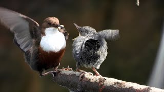 Skorec vodní (Cinclus cinclus), White-throated Dipper, Wasseramsel