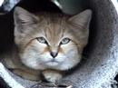 SAND CAT: Species Spotlight- Big Cat TV - DayDayNews