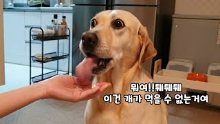 The reason why retriever was sad after going out with owners