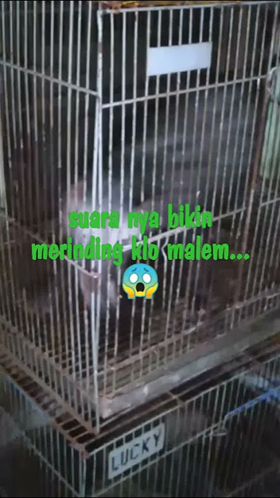 suara musang btina yg sedang birahi.