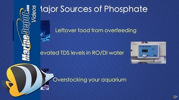 How to Control Phosphate in a Reef Tank