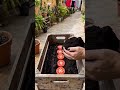Quer tomate fresquinho no quintal?
