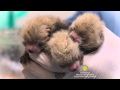 view Red Panda Cubs Born at the Smithsonian Conservation Biology Institute digital asset number 1