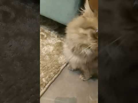 هذا بيتنا ادخل وقت ما ابي