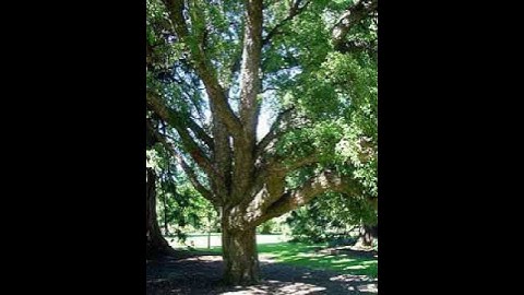 List of national trees | Wikipedia audio article