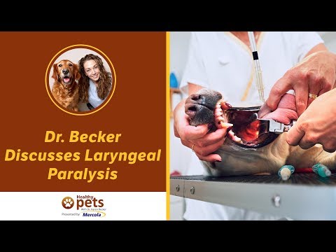 Video: Min hunds bout med laryngeal paralys