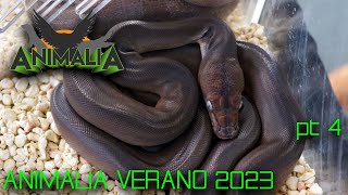 ANIMALIA 2023 | PRECIOS DE TARANTULAS, GECKOS , PITON RETICULADO, ACCESORIOS |