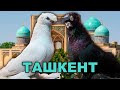 Выставка в Ташкенте 28.05.2023! Двухчубые голуби. Tauben. Pigeons. Palomas. Pombos. 비둘기.