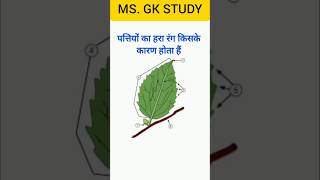 General Knowledge Questions Answer Hindi #gk #shortvideo #gkquiz #reels #gkinhindi #gkfacts