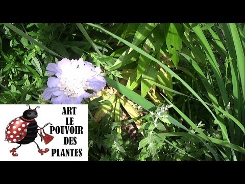 Vidéo: Plantes Scabiosa : Comment faire pousser une fleur en coussinet