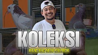 LUXURY PIGEON COLLECTION IN NEW RAMPOK CAGE