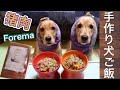 【手作り犬ごはん】初めての猪肉を食べる犬～Forema 咀嚼音asmr