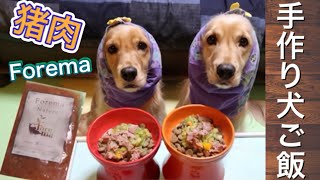 【手作り犬ごはん】初めての猪肉を食べる犬～Forema 咀嚼音asmr