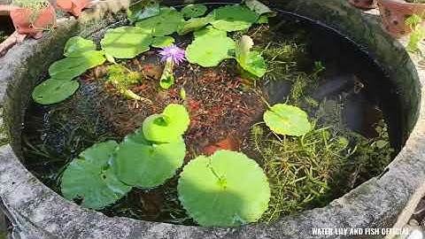 NUÔI CÁ BẢY MÀU,CÁ KIẾM, MÚN,TRÂN CHÂU TRONG HỒ XI MĂNG NGOÀI TRỜI KHÔNG XÀI MÁY SỦI OXI / LỌC NƯỚC