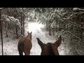 Первая прогулка с жеребенком верхом на лошади по заснеженному лесу. Эту красоту нужно видеть.