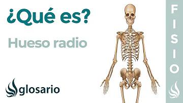 ¿Qué huesos se articulan con el radio?