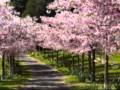 LOS ANILLOS DE BRONCE The Brass Ring CEREZO ROSA Cherry Pink And Apple Blossom White