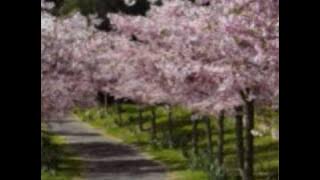 LOS ANILLOS DE BRONCE The Brass Ring CEREZO ROSA Cherry Pink And Apple Blossom White