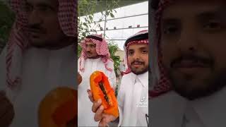 الباباي علاج جرثومة المعده