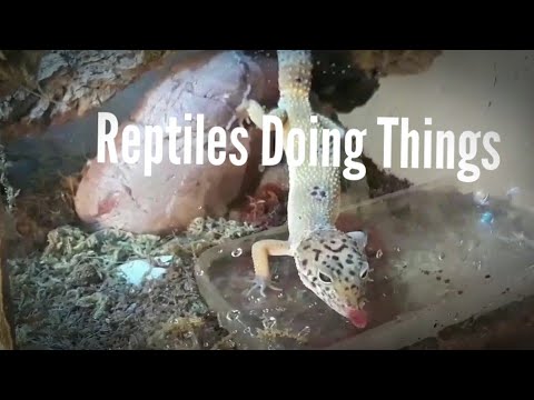 geckos for sale Reptiles Doing Things