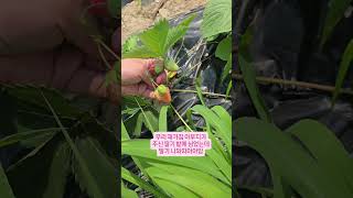 유성에서 농자재하시는재가집 아버님께서 저를 너무 이뻐하셔용 ㅋㅋ 딸기 모종 주셔서 밭에심었는데 딸기가 나왔어용 신기방기 ㅎㅎ #유성농자재 #바이크타는무당 #백호신궁 #딸기모종