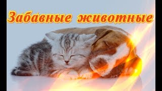 Приколы с животными Видео Позитив Для детей Приколы с животными Видео Позитив Для детей