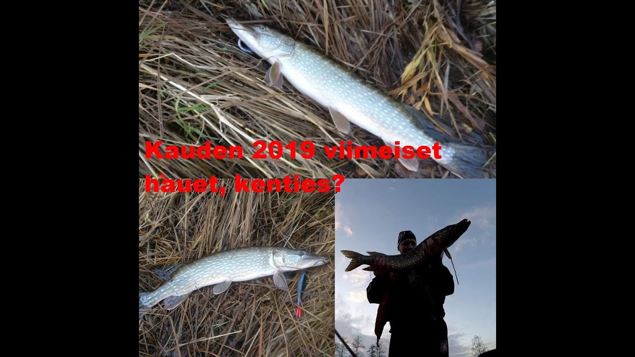 Hauen kalastus 2019 | Kalastus 2019