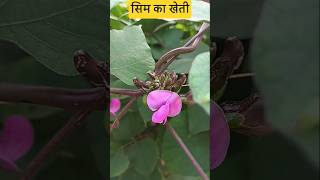 #shorts #viral #farming #satyenecofarming