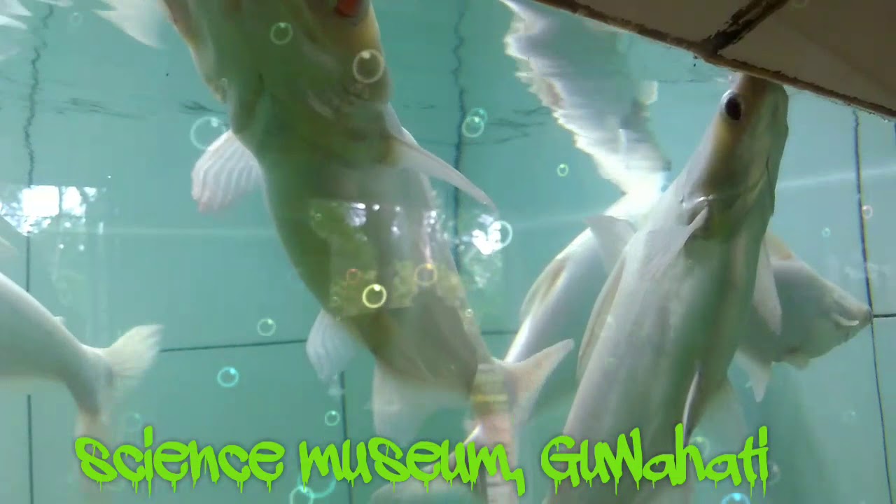 Science museum, guwahati YouTube
