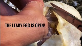 The Leaky Egg Is Open!