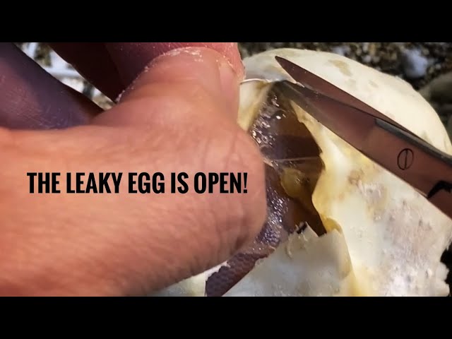 The Leaky Egg Is Open!