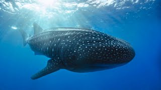 Galapagos Whale Shark Research Project Updates
