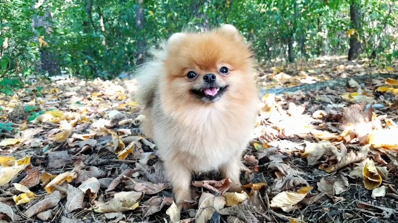 Orange Pomeranian male 2 years - YouTube Newborn Pomeranian
