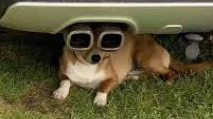 Video 11428761: cat funny dog cute, best funny cat