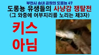 부천시 송내 공원의 도롱뇽 47. 도롱뇽 유생들의 사냥감 쟁탈전 (그 와중에 어부지리를 노리는 제3자); Korean salamander 47. Scramble for game