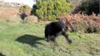 Elliot the Briard going crazy after a bath by ElliotDMDS 1,860 views 12 years ago 1 minute, 5 seconds