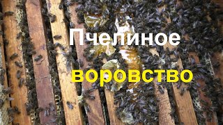 Откуда берется пчелиное воровство