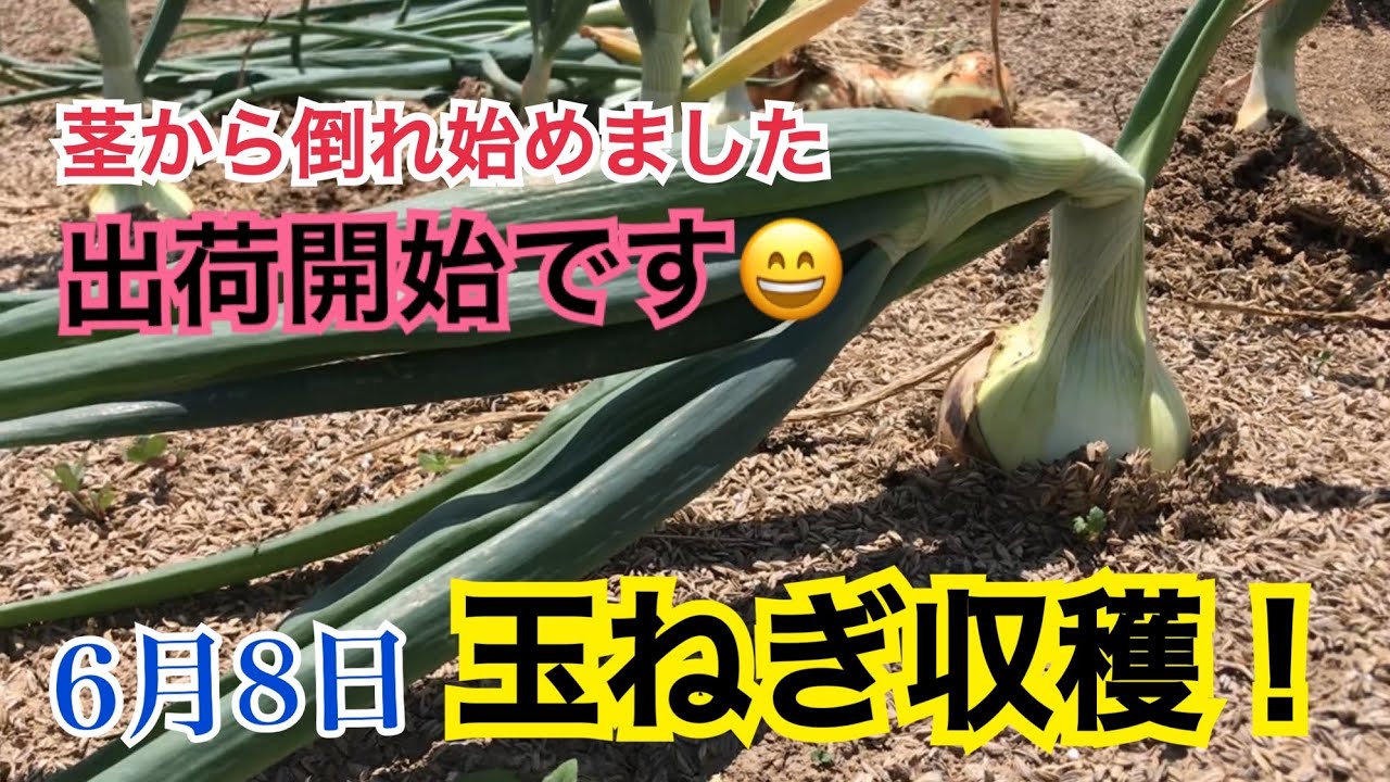 収穫 玉ねぎ 玉ねぎの花が咲く原因とは？玉ねぎの収穫時期と収穫方法は？