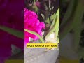 moss rose or sun rose