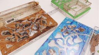 Что случилось с Муравьями? Прошло 2 года! Смерть колонии! Что случилось с Муравьями? Прошло 2 года! Смерть колонии!