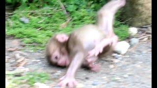 Happy moment, but suddenly beaten by hand Baby monkey