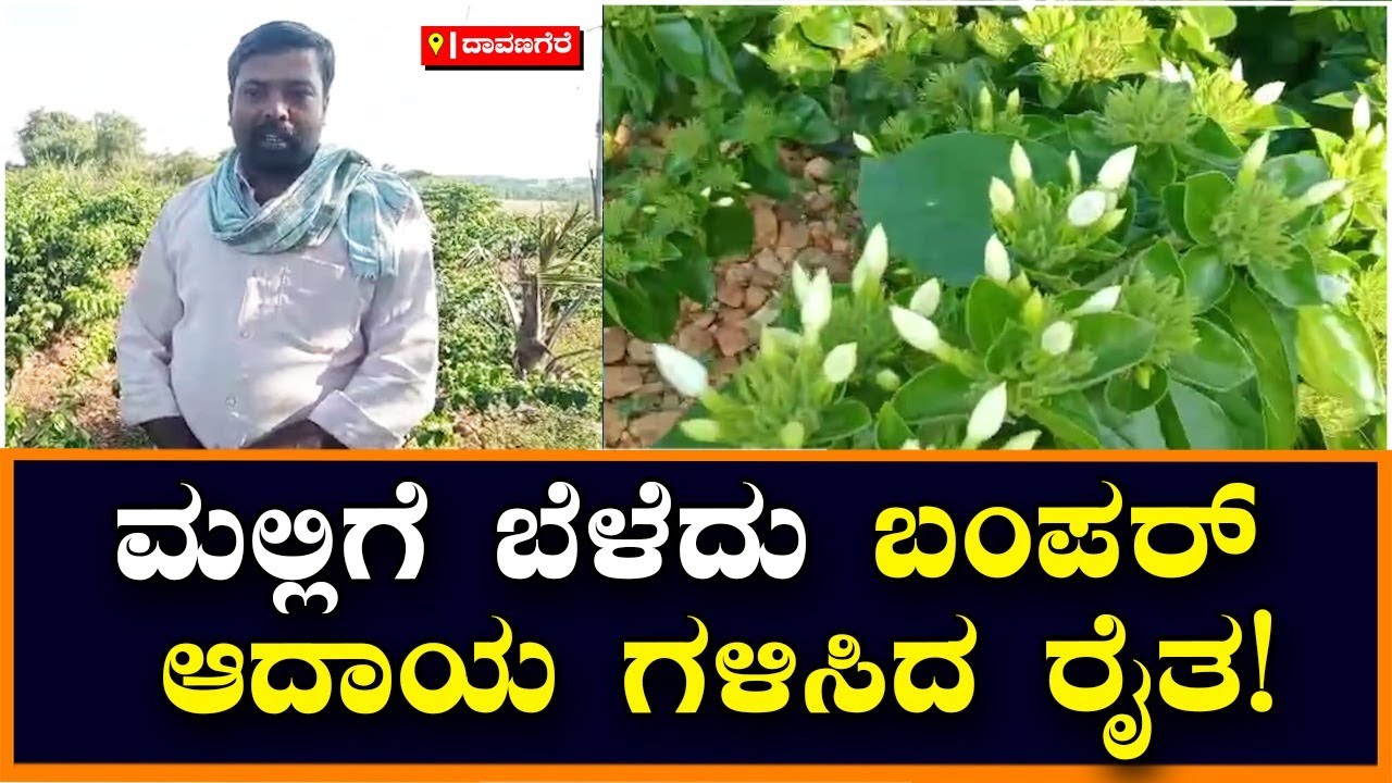 Jasmine ಬೆಳೆದು ಬಂಪರ್ ಆದಾಯ ಗಳಿಸಿದ ರೈತ.! | Vijay Karnataka