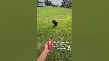 How to introduce the e collar