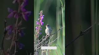 Download Lagu kicauan burung luar negri untuk masteran.. #masteranburung #burung #birds #kicaumania MP3