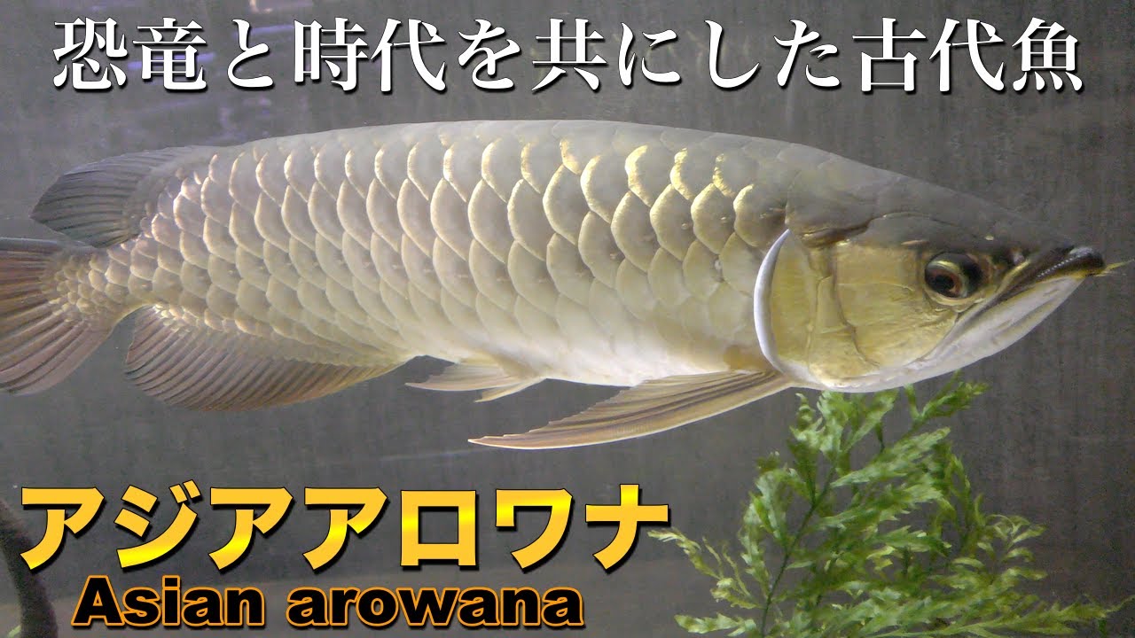 【古代魚】アジアアロワナの生態〜恐竜がいた時代から存在する「アロワナ」という淡水魚〜 - YouTube