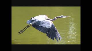 Watch Michael Martin Murphey Wild Bird video