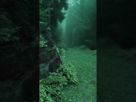 natural beauty #darknature #forest #rain