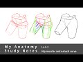 Human Anatomy Study Notes Lv.2-2 — Hip Muscles and Anatomical Curves | How to Self-Study Anatomy