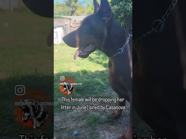 We bred Casanova to this big euro female. Pups due in JUNE! Contact 👉 @europeandobermanstyle