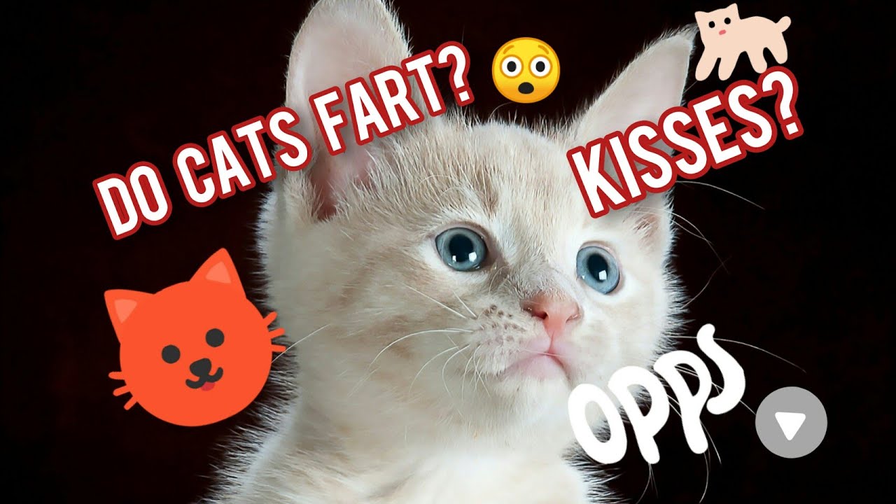 Do cats fart? /Do cats Cry? /Do cats like kisses? /How much do you know